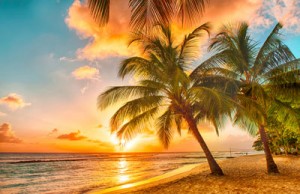 caribbean-palms